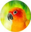aratinga